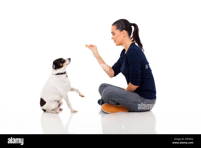 Sit Means Sit Las Vegas: Comprehensive Dog Training Services