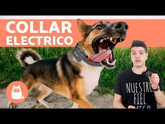 Is Halo Collar a Shock Collar? Exploring the Differences