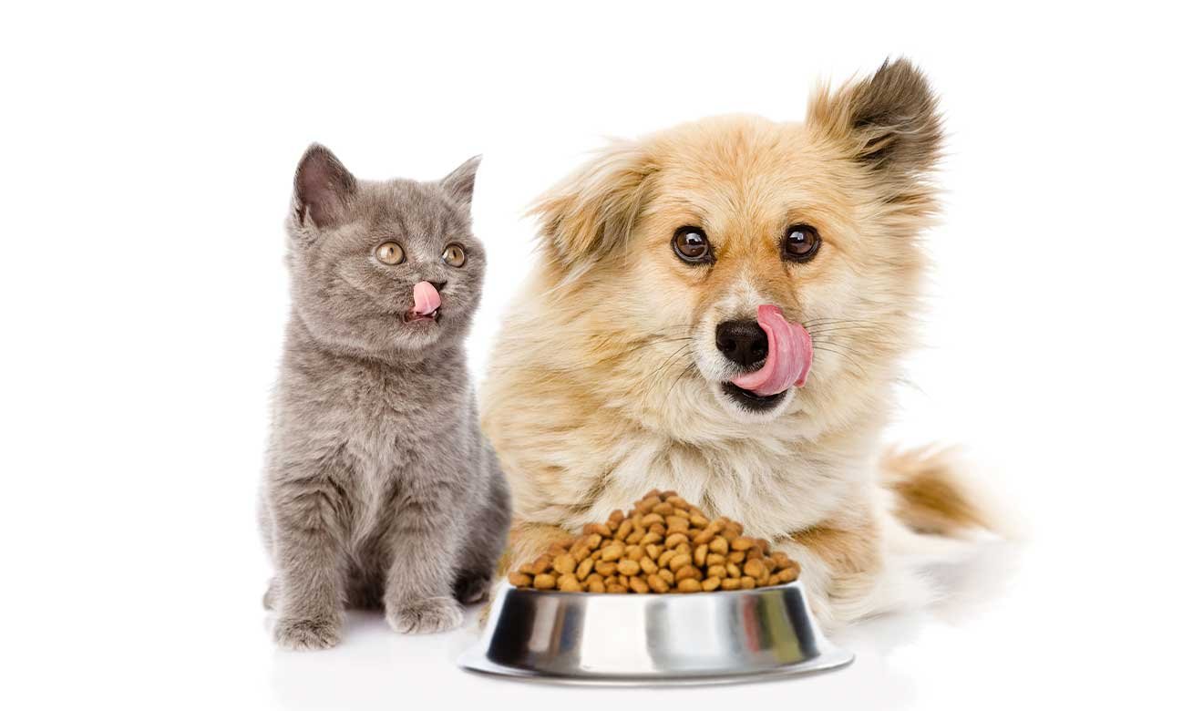 perros y gatos con productos para mascotas