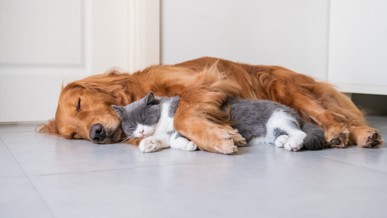 perros y gatos felices en el hogar