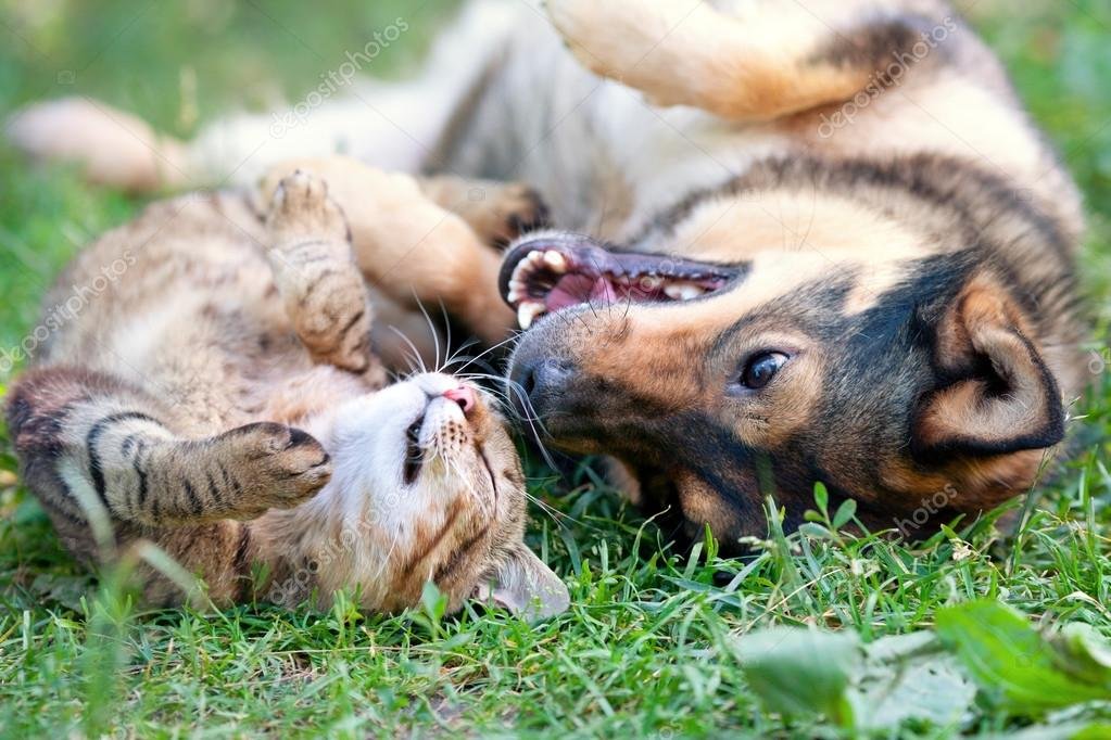 perros y gatos jugando en parque