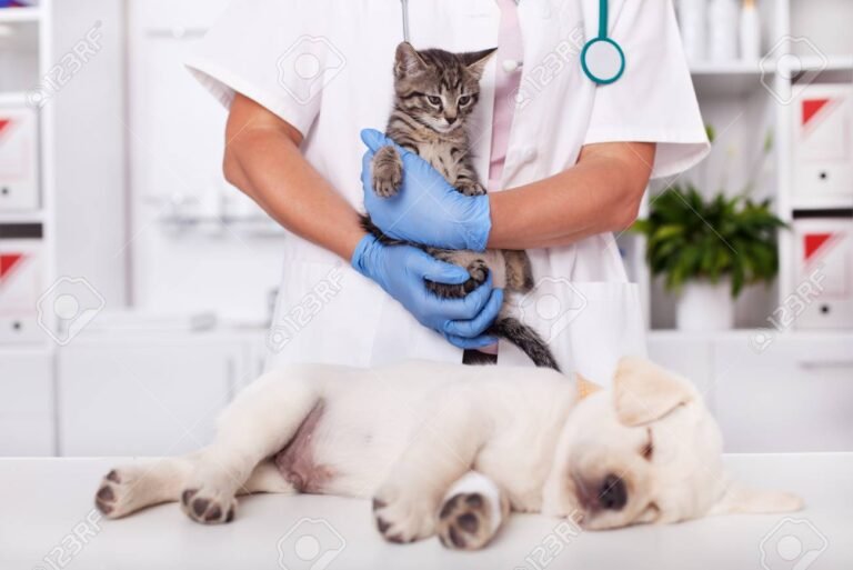 Animal Care Clinic Wiggins MS: Quality Veterinary Services