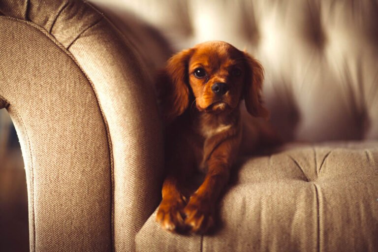 Trusted House Sitters: A Disappointing Experience