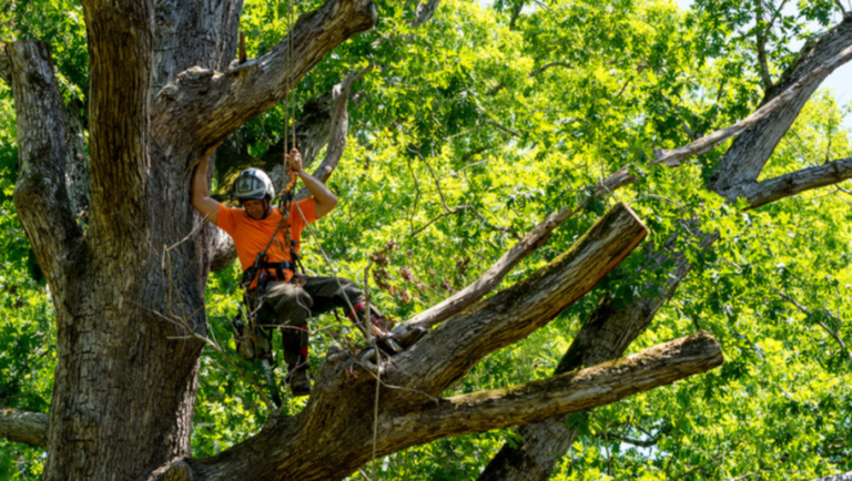 Tree Service Fort Walton Beach: Expert Care for Your Trees