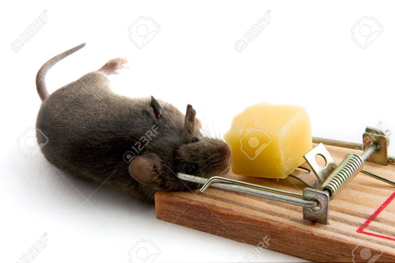 raton atrapado en trampa para roedores