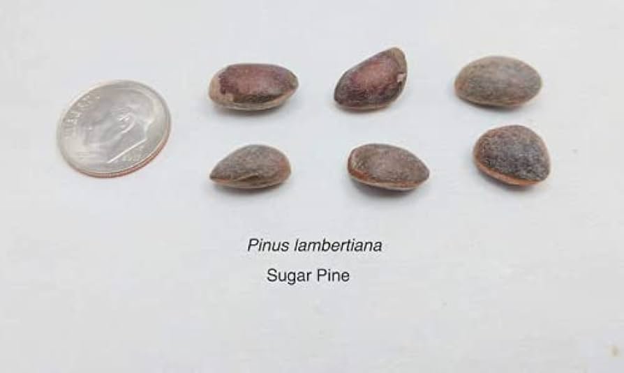 semillas de calidad en pinetree garden seeds