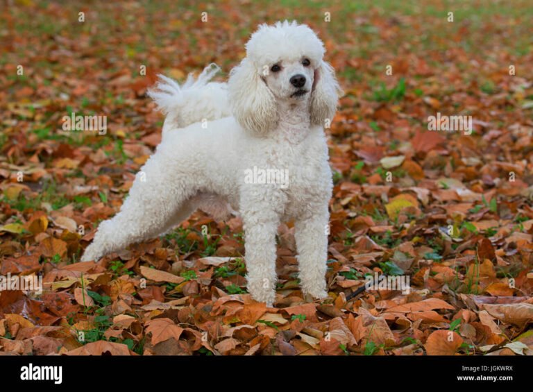 Toy Poodle Dogs for Adoption: Find Your New Best Friend Today