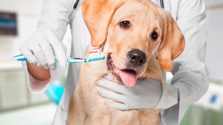 Does Nationwide Pet Insurance Cover Dental Care?